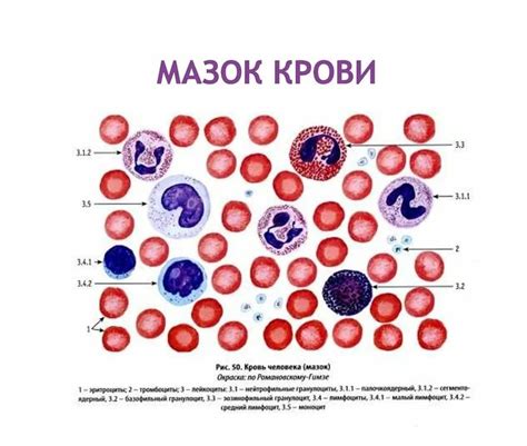 Он Дезоксигуанозин в крови: что это и как оказывает влияние