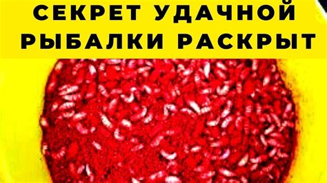 Опарыши в соннике: объяснение от психологов