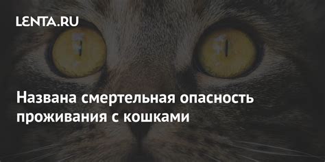 Опасность загадывания кошками