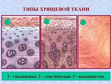 Опасность прокола хрящевой ткани