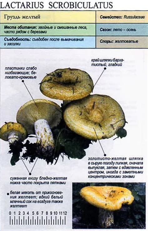 Описание гриба снизу желтого сверху коричневого