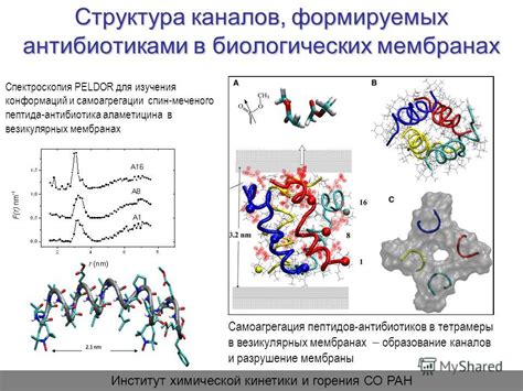 Описание и структура пептида