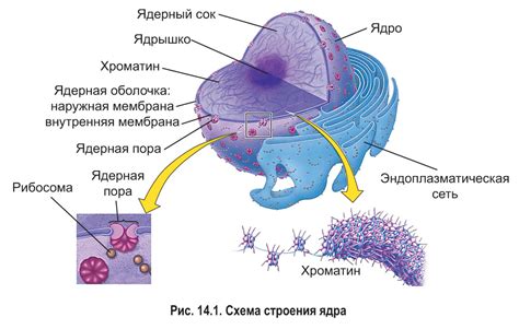 Описание и функции ядра эукариотической клетки