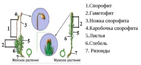 Оплодотворение кукушкиного льна и его значение