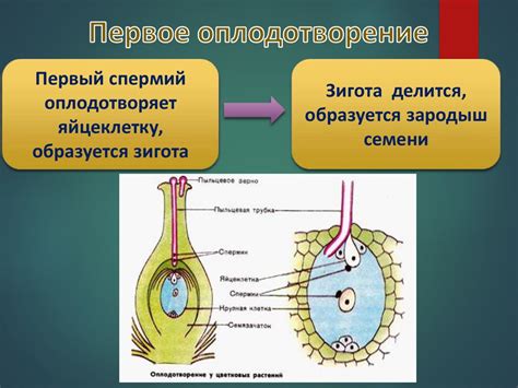 Оплодотворение у животных