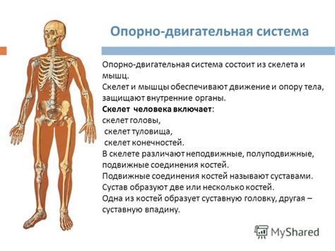 Опорно-двигательная система: поддержка и передвижение