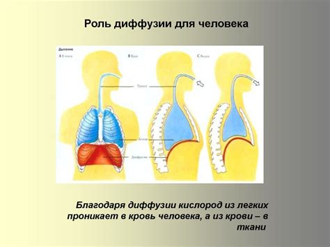 Определение диффузии