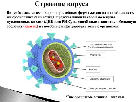 Определение и краткое описание вируса