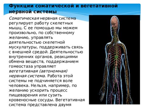 Определение и основные функции соматической нервной системы