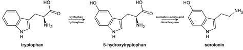 Определение и происхождение 5-HTP