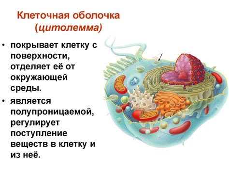 Определение и функции клеточной оболочки