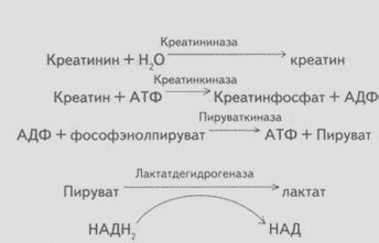 Определение и функции креатина