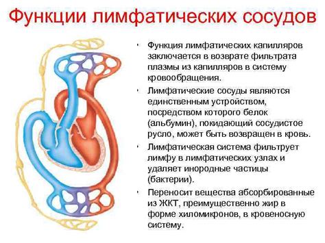 Определение капилляров и их функция