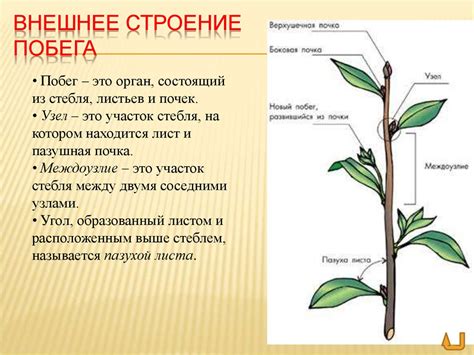 Определение междоузлия