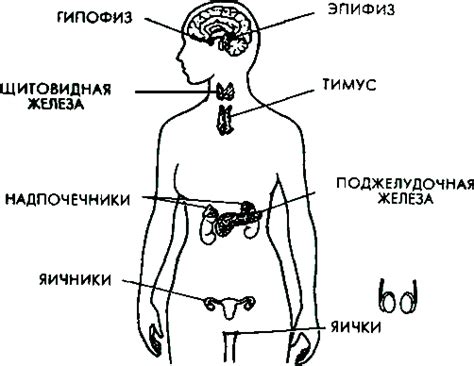 Определение названия "железа внутренней секреции"