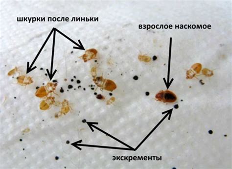 Определение наличия клопов