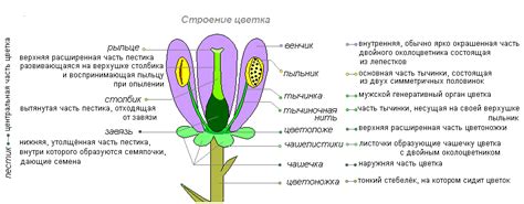 Определение размеров и формы цветка