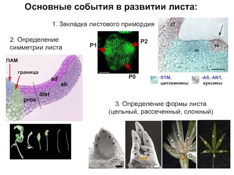 Определение сложного листа