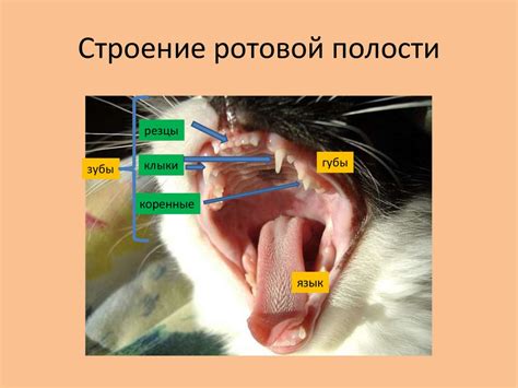 Определите причину язв в ротовой полости кошки