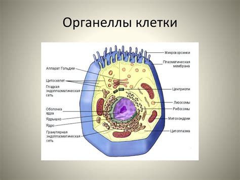 Органеллы клетки: основные составляющие