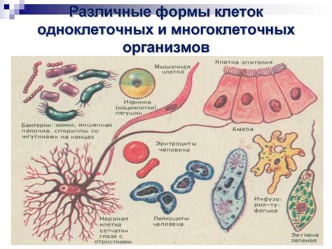 Организация многоклеточных организмов