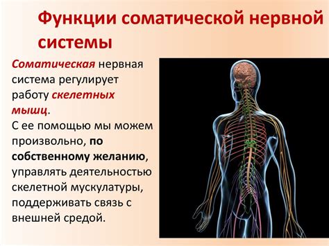 Организация нервной системы: строение и функционирование