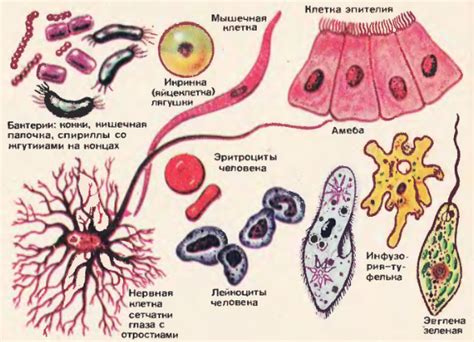 Организмы и их виды