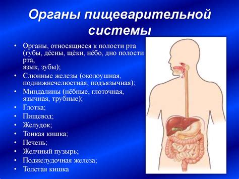 Органические вещества в пищеварительной системе