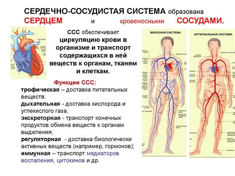 Органический магний и сердечно-сосудистая система