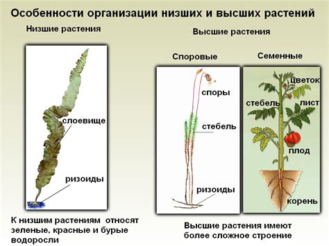 Органы высших растений и их отличия