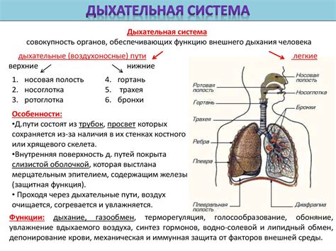 Органы дыхательной системы: основные функции