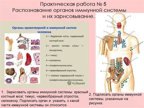 Органы иммунной системы: роль в поддержании здоровья