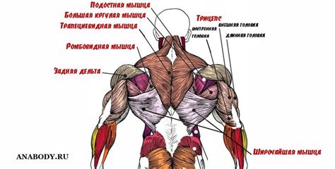 Органы и мышцы справа на спине над поясницей: