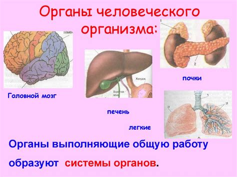 Органы системы - важные компоненты организма