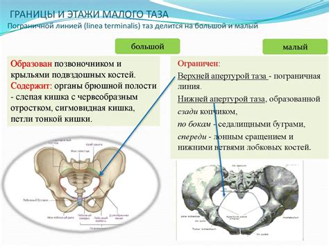 Органы таза: суть и функции