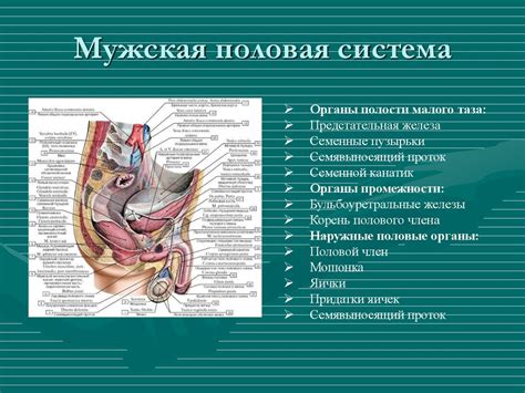 Органы таза у мужчин