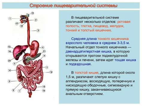 Органы человека: структура и функции