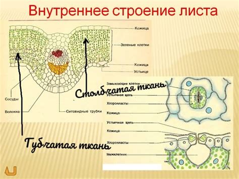 Органы - сложные структуры из тканей