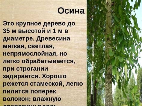 Осина: особенности и история