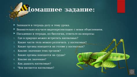 Оси зимой: какие дела у этих насекомых в своих гнездах?