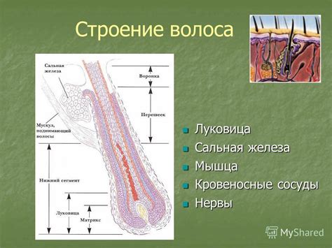 Ослабление волосяных фолликулов