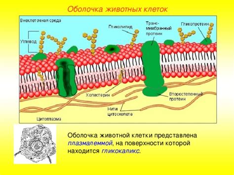 Ослабление клеточной оболочки