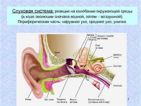 Ослабленная слуховая реакция