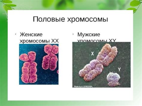 Осложнения, возникающие в результате наличия 44 хромосом