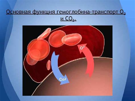 Основная функция гемоглобина