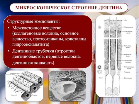 Основное вещество и коллагеновые волокна