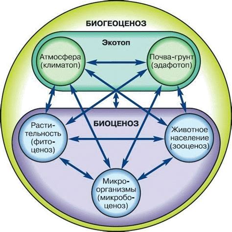 Основные группы организмов в естественной системе