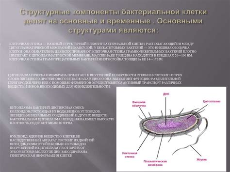 Основные компоненты бактериальной клетки