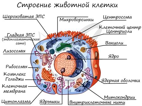 Основные органеллы клетки