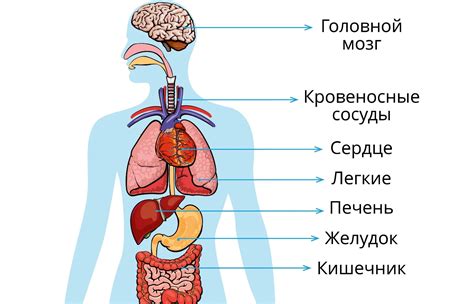 Основные органы